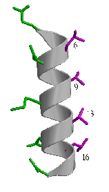 \includegraphics[width=3.5cm]{Images/Chapitre_2_Proteines/I-sites/fig3.eps}
